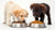 What Do Puppies Eat Besides Dog Food? Exploring Safe and Nutritious Alternatives