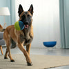 What Does a Dog Need in Its Diet? A Comprehensive Guide for Pet Owners