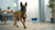 What Does a Dog Need in Its Diet? A Comprehensive Guide for Pet Owners
