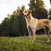 What Does a Healthy Dog Weight Look Like? Understanding Your Pup's Ideal Weight