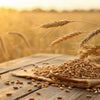 What Does Ancient Grains Mean in Dog Food? Understanding Their Benefits for Your Canine Companion