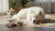 What Does Crude Protein Mean in Dog Food? Understanding Your Dog's Nutritional Needs-141417054447