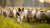 What Does Dog Herding Behavior Look Like? Understanding the Instincts and Management of Herding Breeds-141095010543
