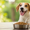 What Does Grain-Free Dog Food Do? Understanding the Benefits and Risks for Your Pup