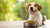 What Does Grain-Free Dog Food Do? Understanding the Benefits and Risks for Your Pup