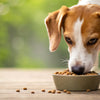 What Does Grain Free Food Do to Dogs? Understanding the Benefits and Risks