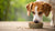 What Does Grain Free Food Do to Dogs? Understanding the Benefits and Risks