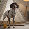 What Does Grain Free Mean in Dog Food? Understanding the Benefits and Considerations
