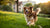 What Does High Protein Dog Food Do: Unpacking the Benefits for Your Furry Companion-141042778351