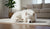 What Does Hydrolyzed Protein Mean in Dog Food: A Comprehensive Guide