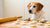 What Does It Mean When a Dog Makes Biscuits? Exploring the Kneading Behavior in Dogs-141104808175