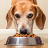 What Does Senior Dog Food Do? Understanding Nutritional Needs for Your Aging Canine