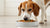 What Does Senior Dog Food Have in It? Understanding Your Dog's Nutritional Needs