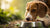 What Dog Eat Food: A Complete Guide to Canine Nutrition and Safe Feeding
