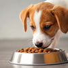 What Dog Food Can Puppies Eat? A Comprehensive Guide for New Pet Owners