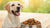 What Dog Food Do Vets Recommend for Dogs with Allergies?-141044449519