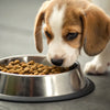 What Dog Food Do Vets Recommend for Puppies: A Comprehensive Guide
