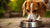 What Dog Food for Allergies: A Comprehensive Guide to Help Your Pup Thrive-141098746095