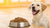 What Dog Food for Dogs with Allergies: A Comprehensive Guide for Pet Parents