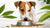 What Dog Food Has Large Kibble? A Comprehensive Guide for Pet Owners