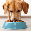 What Dog Food Has No Grain? A Comprehensive Guide for Pet Owners