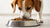 What Dog Food Has the Largest Kibble? A Comprehensive Guide for Pet Owners