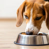 What Dog Food Helps Lose Weight: A Comprehensive Guide for Pet Owners