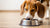 What Dog Food Helps Lose Weight: A Comprehensive Guide for Pet Owners