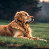 What Dog Food Helps with Skin Allergies: A Comprehensive Guide for Pet Owners