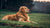 What Dog Food Helps with Skin Allergies: A Comprehensive Guide for Pet Owners-141218513135