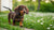 What Dog Food is Best for Dachshund Puppies: A Complete Guide