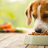 What Dog Food is Best for Dogs with Skin Allergies?