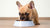 What Dog Food is Best for French Bulldog Puppies? A Comprehensive Guide for Pet Parents