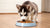 What Dog Food is Best for Husky Puppies: A Comprehensive Guide for New Owners