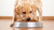 What Dog Food is Best for Large Breed Puppies?
