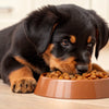 What Dog Food is Best for Rottweiler Puppies? A Deep Dive into Nutrition