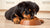 What Dog Food is Best for Rottweiler Puppies? A Deep Dive into Nutrition