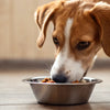 What Dog Food is Good for Dry Itchy Skin? The Essential Guide for Pet Owners