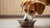 What Dog Food is Good for Dry Itchy Skin? The Essential Guide for Pet Owners