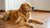 What Dog Food is Good for Dry Skin? A Comprehensive Guide for Pet Owners