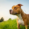 What Dog Food is Good for Pitbulls with Skin Allergies: A Comprehensive Guide