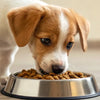 What Dog Food is Good for Puppies? Your Ultimate Guide to Feeding Fido
