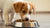 What Dog Food is Good for Puppies? Your Ultimate Guide to Feeding Fido