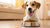 What Dog Food is Good for Weight Gain: A Comprehensive Guide for Pet Owners