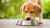 What Dog Food is Good for Weight Loss? A Comprehensive Guide for Pet Owners