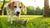 What Dog Food is Least Likely to Cause Allergies: A Comprehensive Guide for Pet Owners