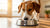 What Dog Food Is Not Grain Free: Understanding the Best Choices for Your Pup