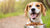 What Dog Food is Recommended for Dogs with Allergies: An In-Depth Guide-141043564783