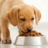 What Dog Food is the Best for Puppies: A Complete Guide for New Dog Owners