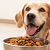 What Dog Food Makes Dogs Gain Weight: A Comprehensive Guide